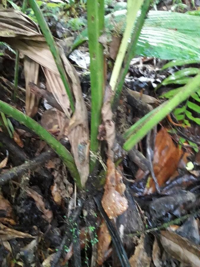 Asplundia insignis bark