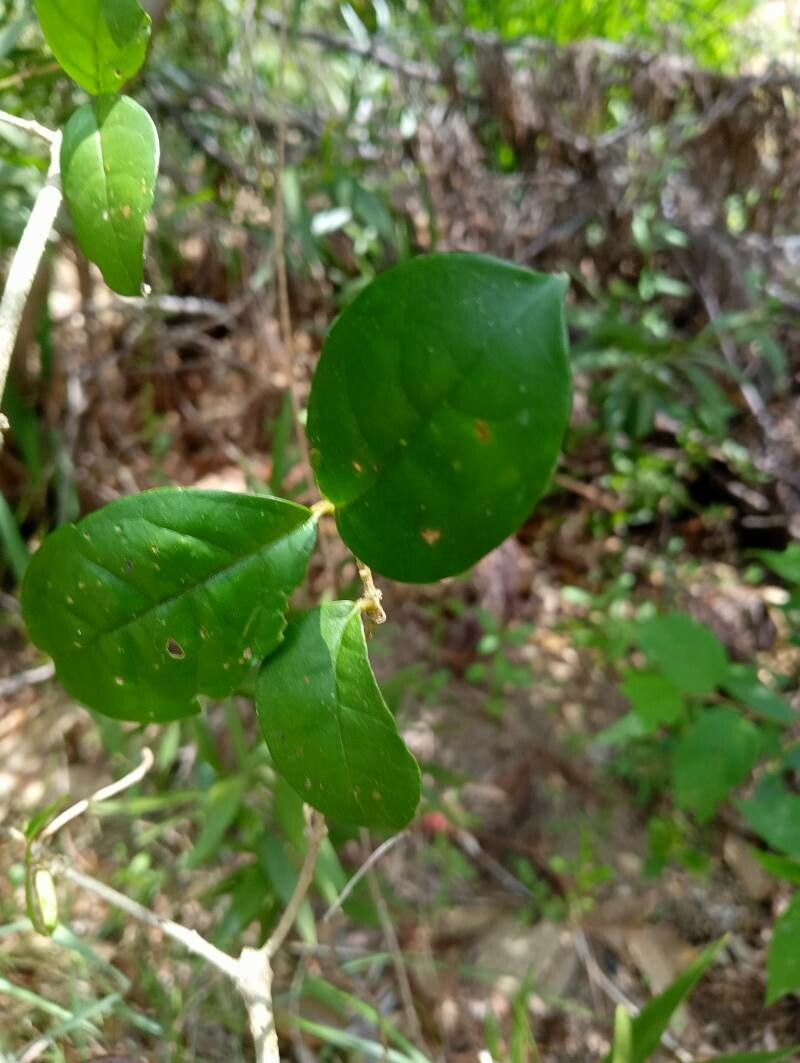 Clerodendrum arenarium