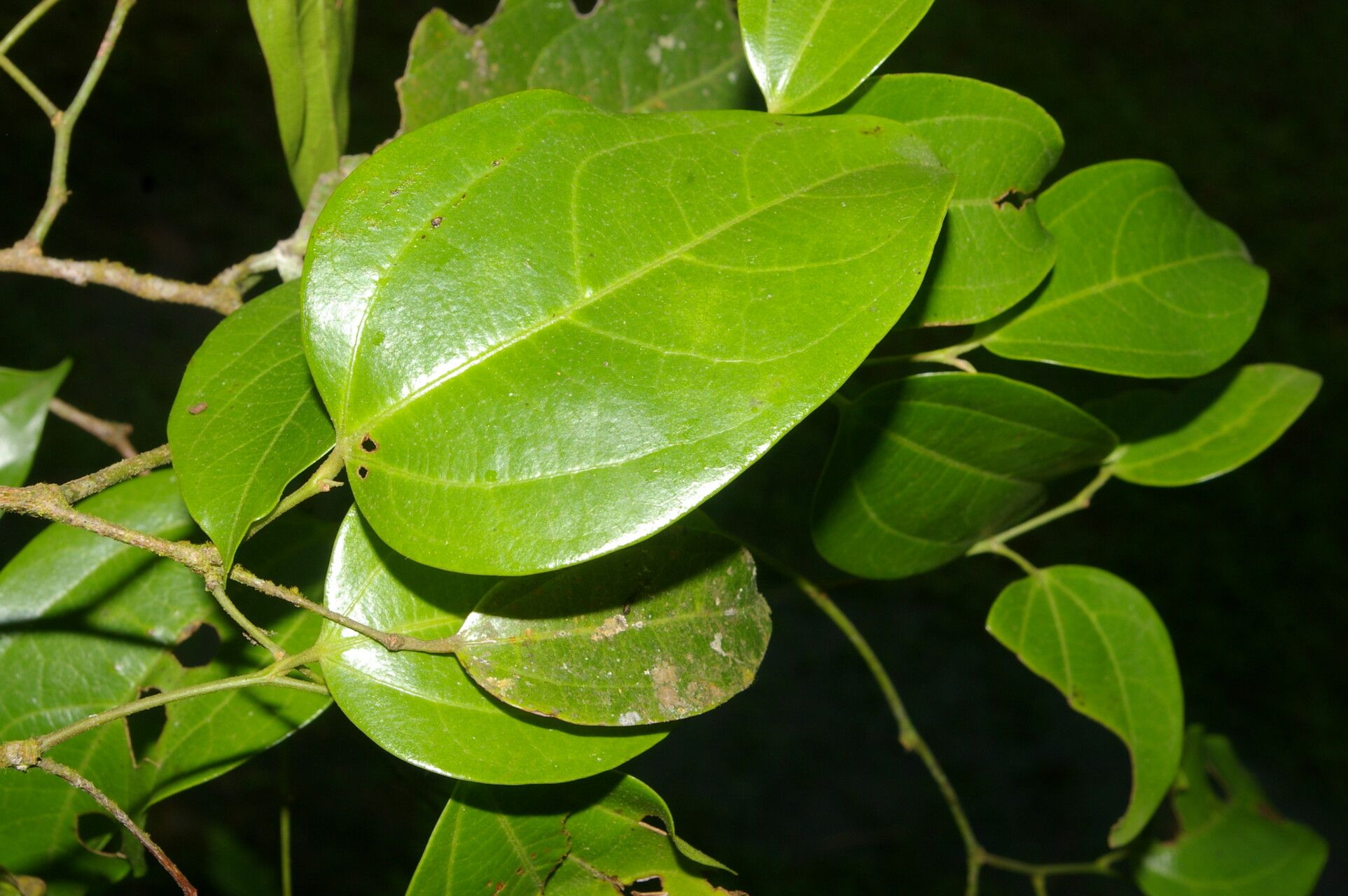 Matudaea trinervia — search result for 'Hamamelidaceae'