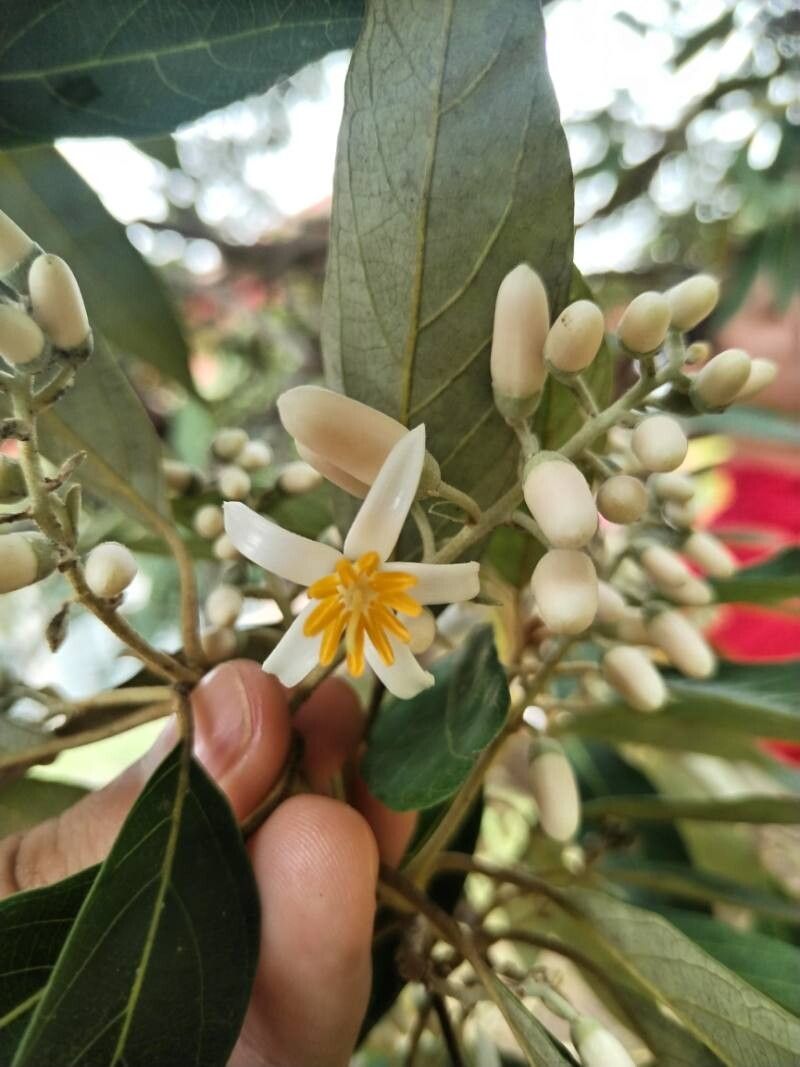 Styrax argenteus flower