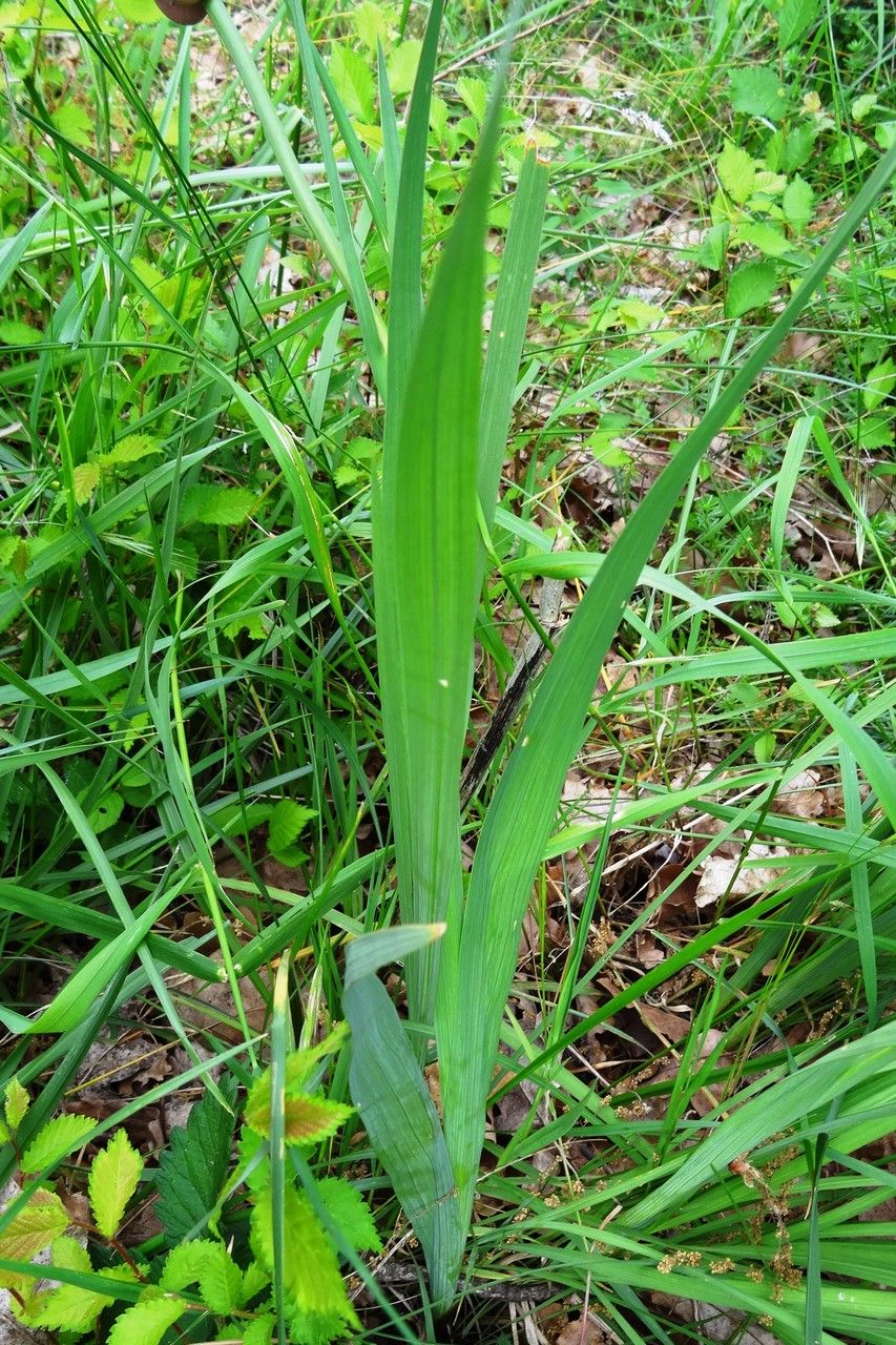 Gladiolus italicus leaf
