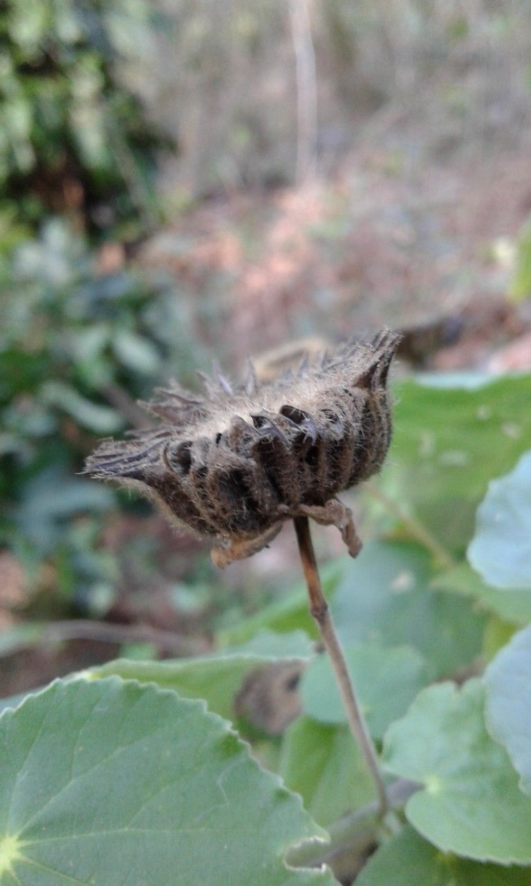 Abutilon exstipulare fruit