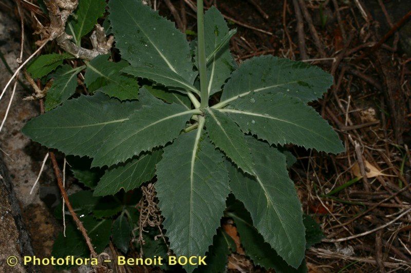 Crambe laevigata leaf