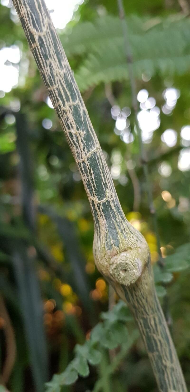 Thunbergia mysorensis bark