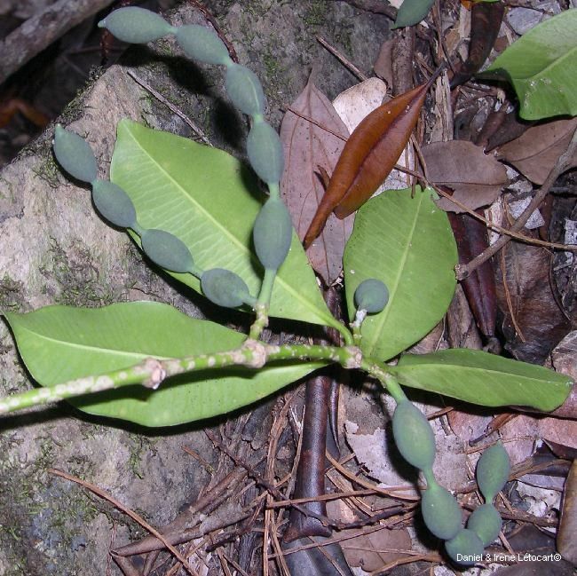 Alyxia baillonii habit