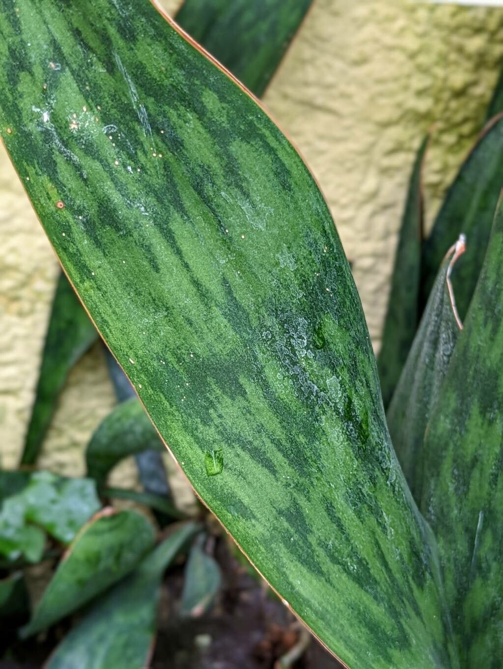 Sansevieria fasciata leaf