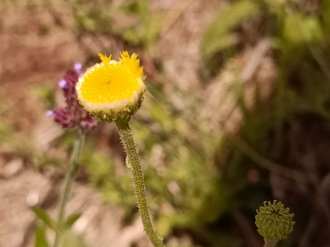 Nidorella podocephala flower
