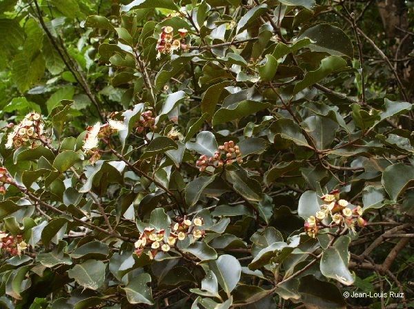Syzygium tontoutaense habit
