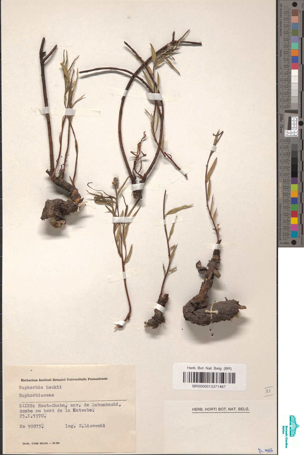 Euphorbia hockii — houseplant care guide