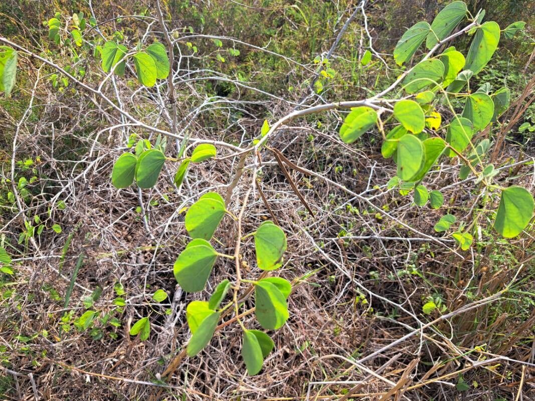 Bauhinia pauletia leaf