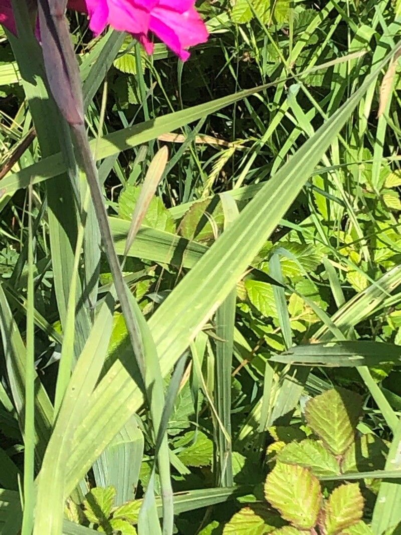 Gladiolus × byzantinus — search result for 'Gladiolus'