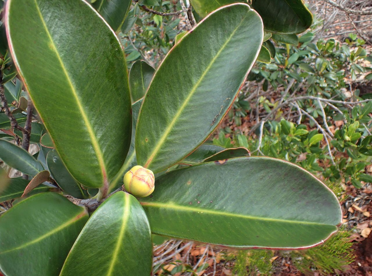 Tristaniopsis ninndoensis leaf