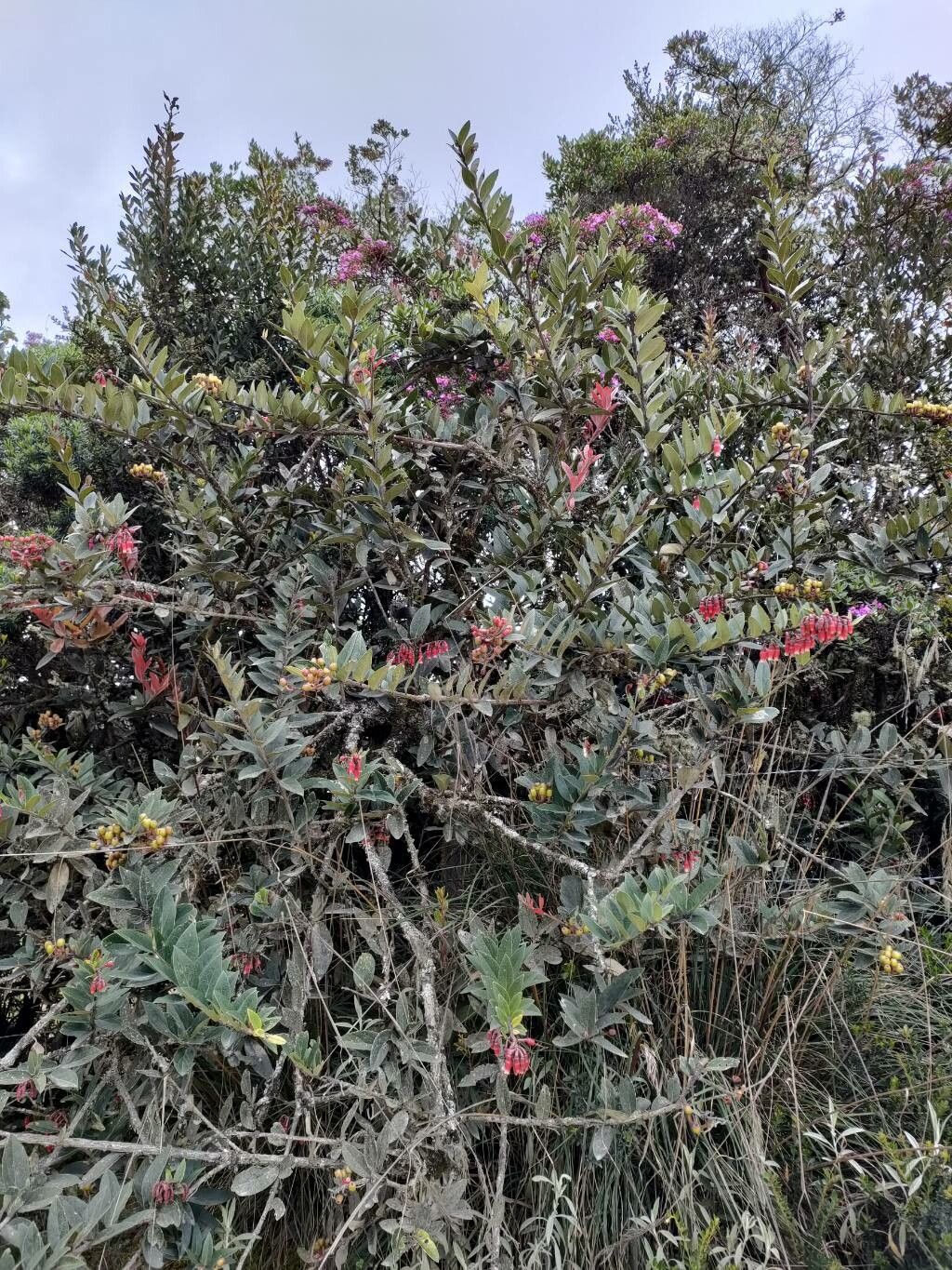 Macleania rupestris habit