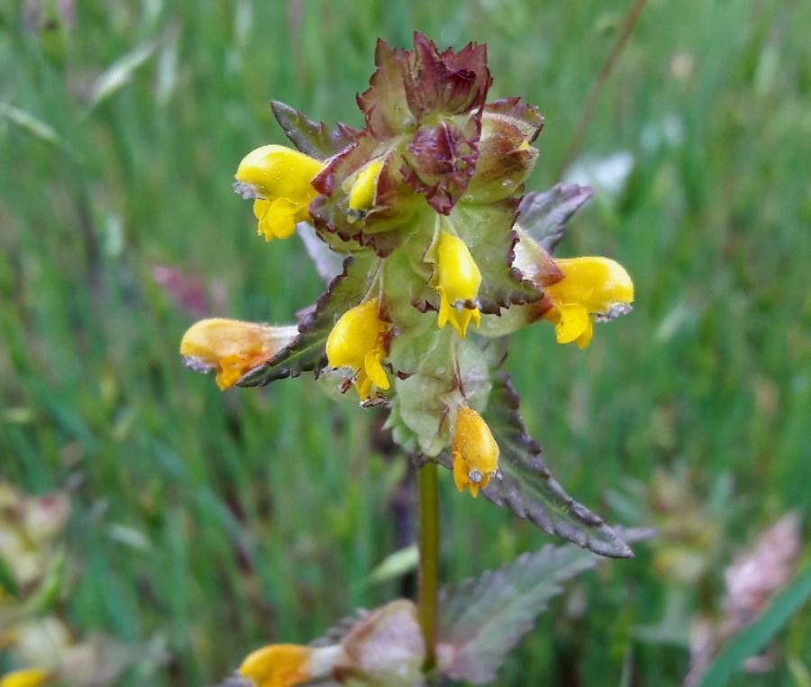 Rhinanthus minor flower