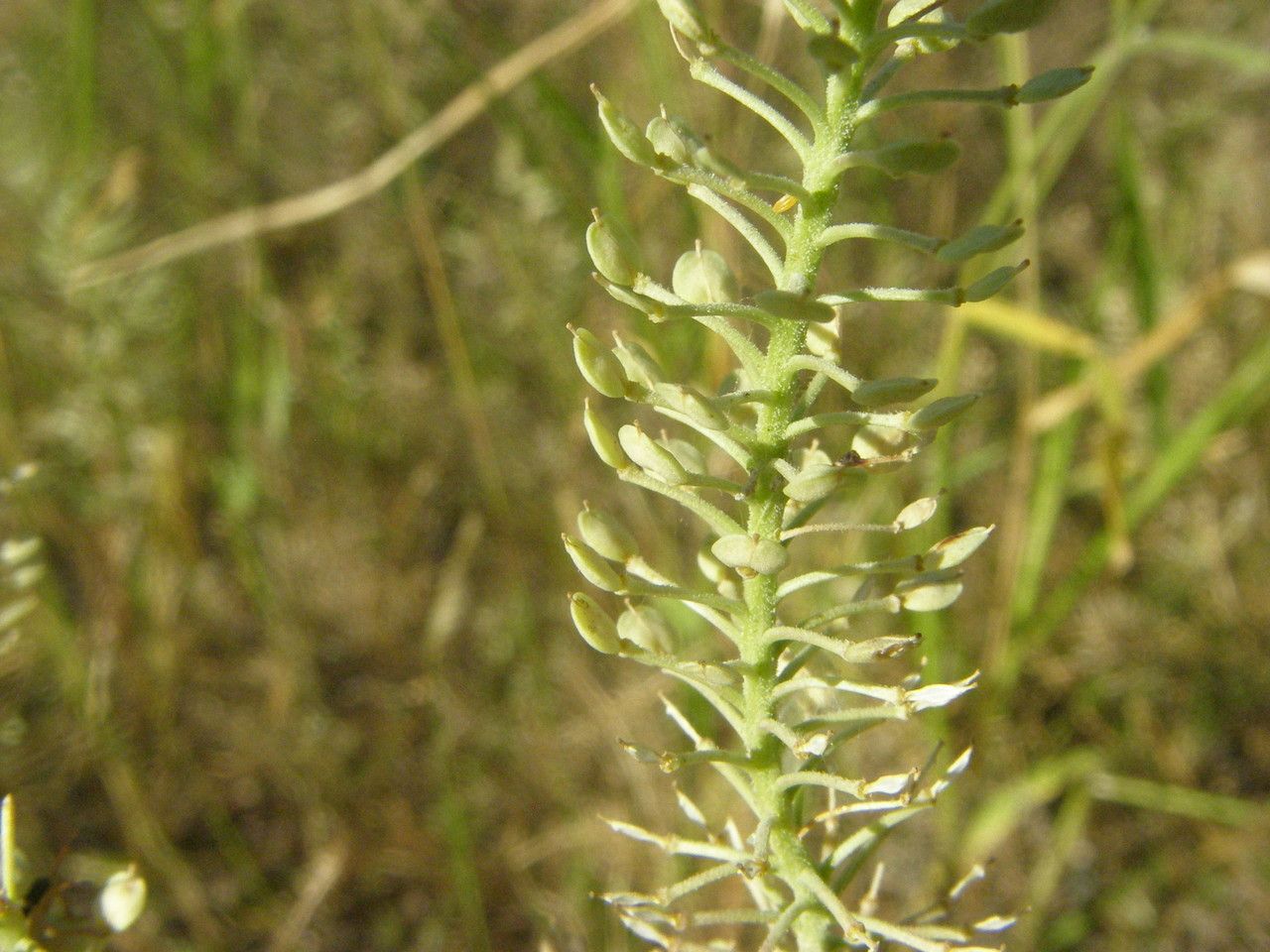 Lepidium thurberi habit