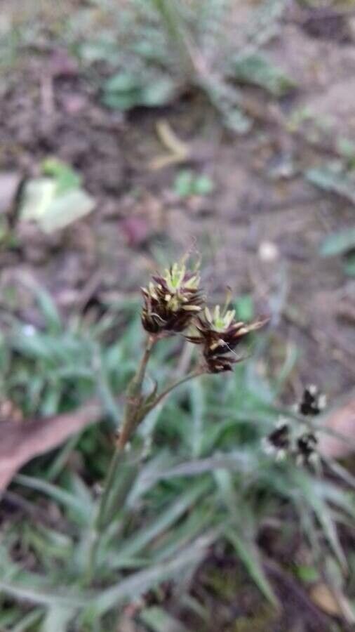 Luzula campestris fruit