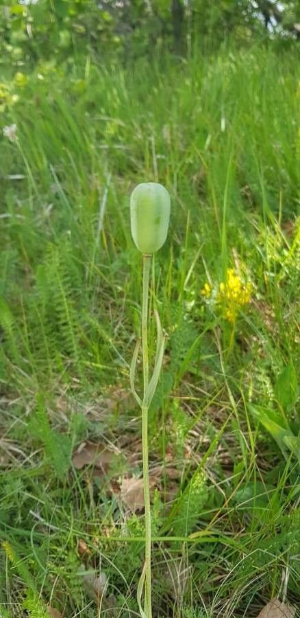 Fritillaria montana fruit