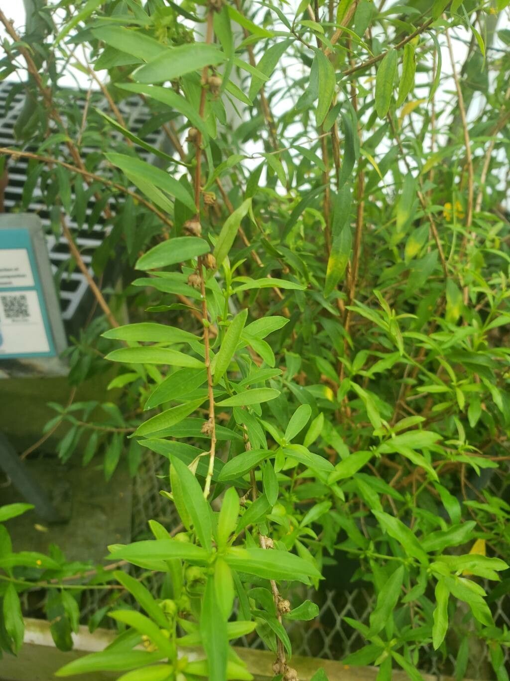 Heimia myrtifolia — related species from the same genus