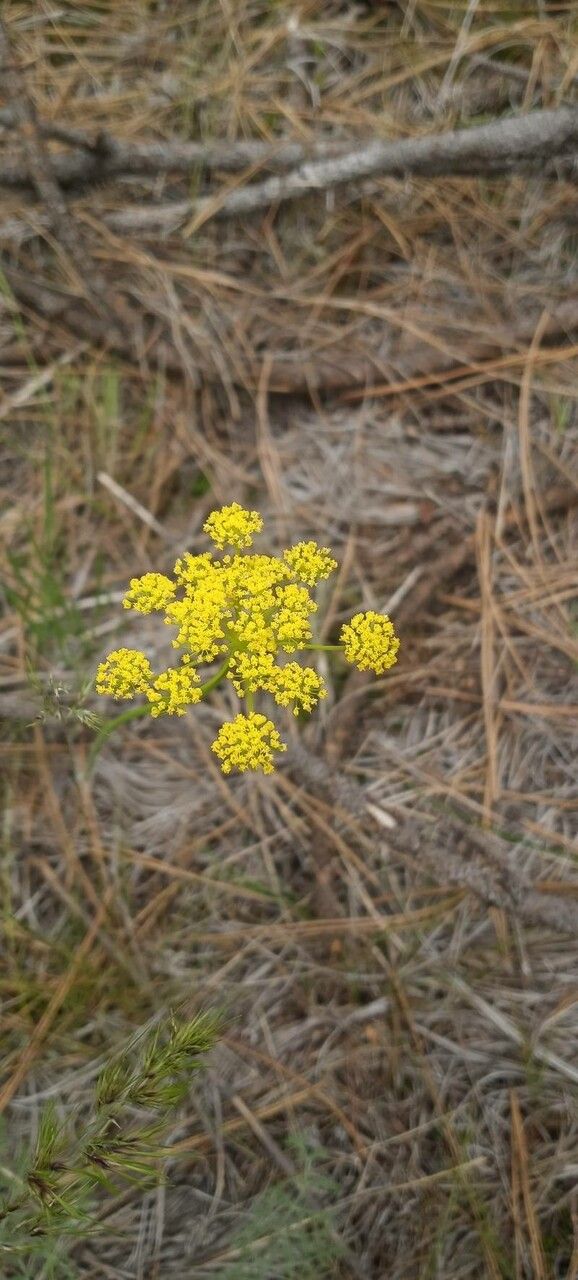 Pseudocymopterus montanus flower