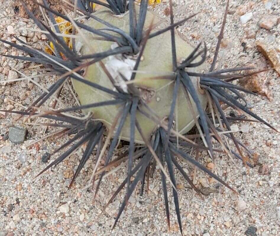 Tephrocactus alexanderi — related species from the same genus