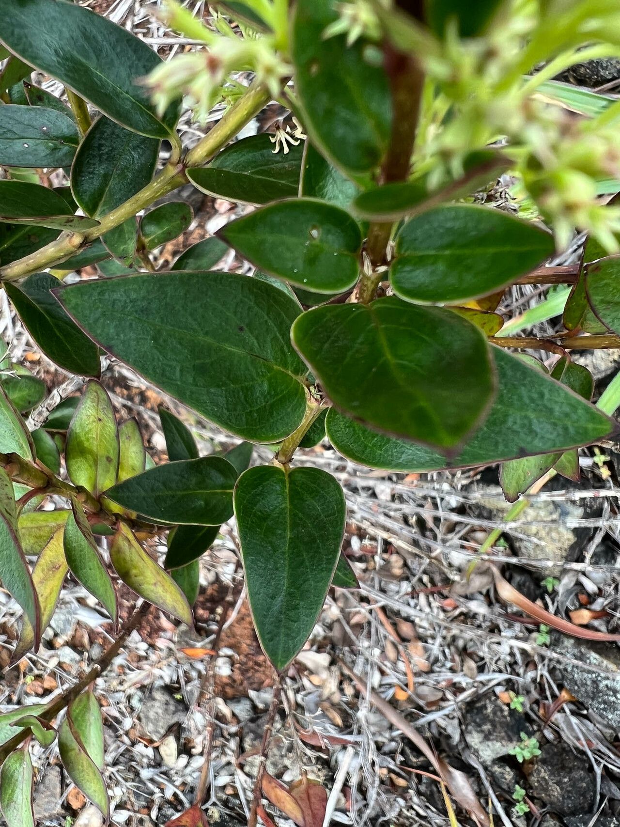 Normandia neocaledonica — houseplant care guide