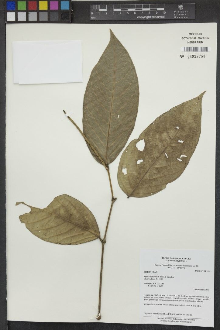 Piper alatabaccum — related species from the same genus