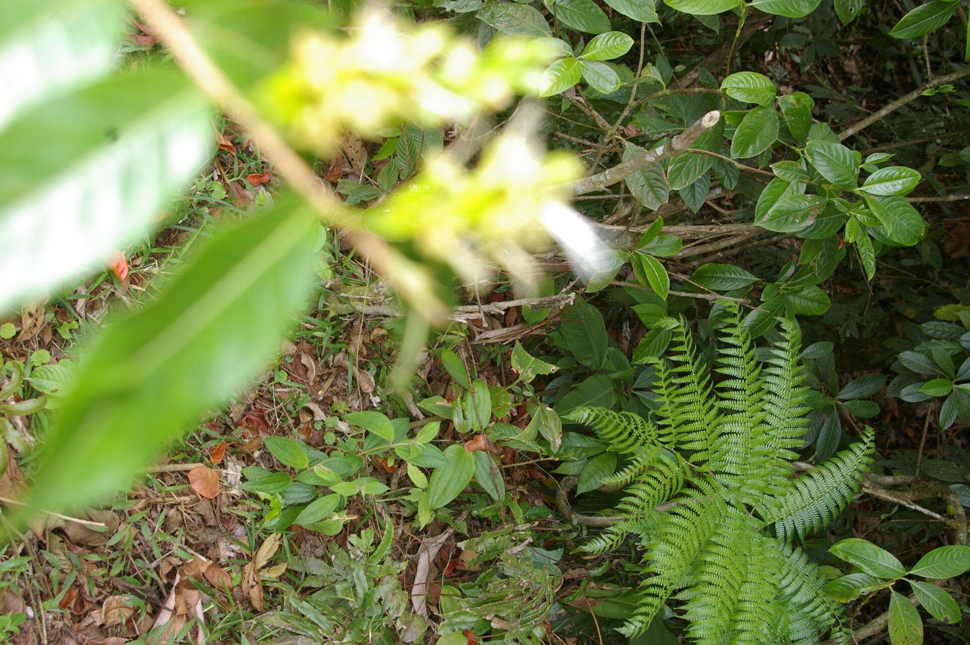 Hirtella tubiflora habit