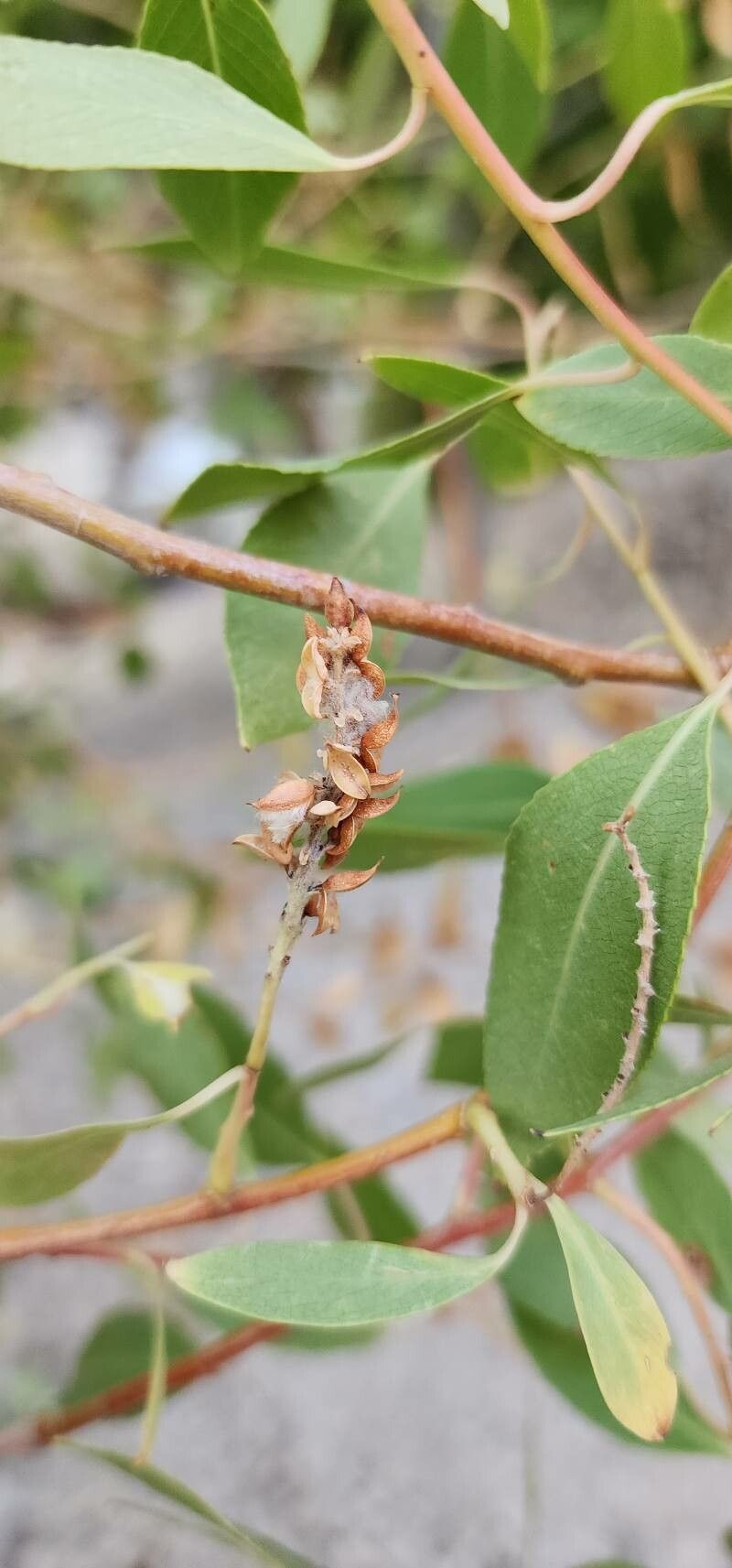 Salix acmophylla fruit