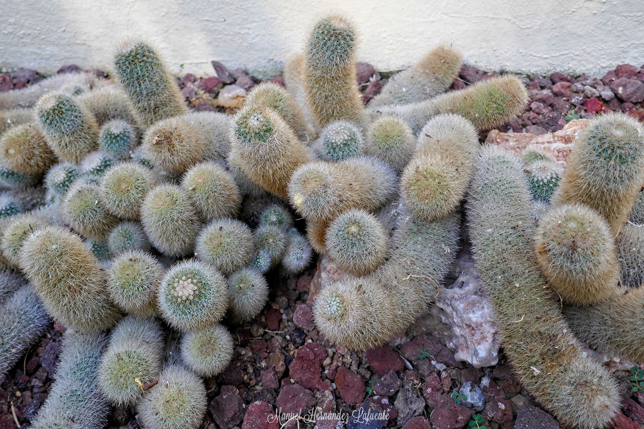 Mammillaria glochidiata — search result for 'Mammillaria'