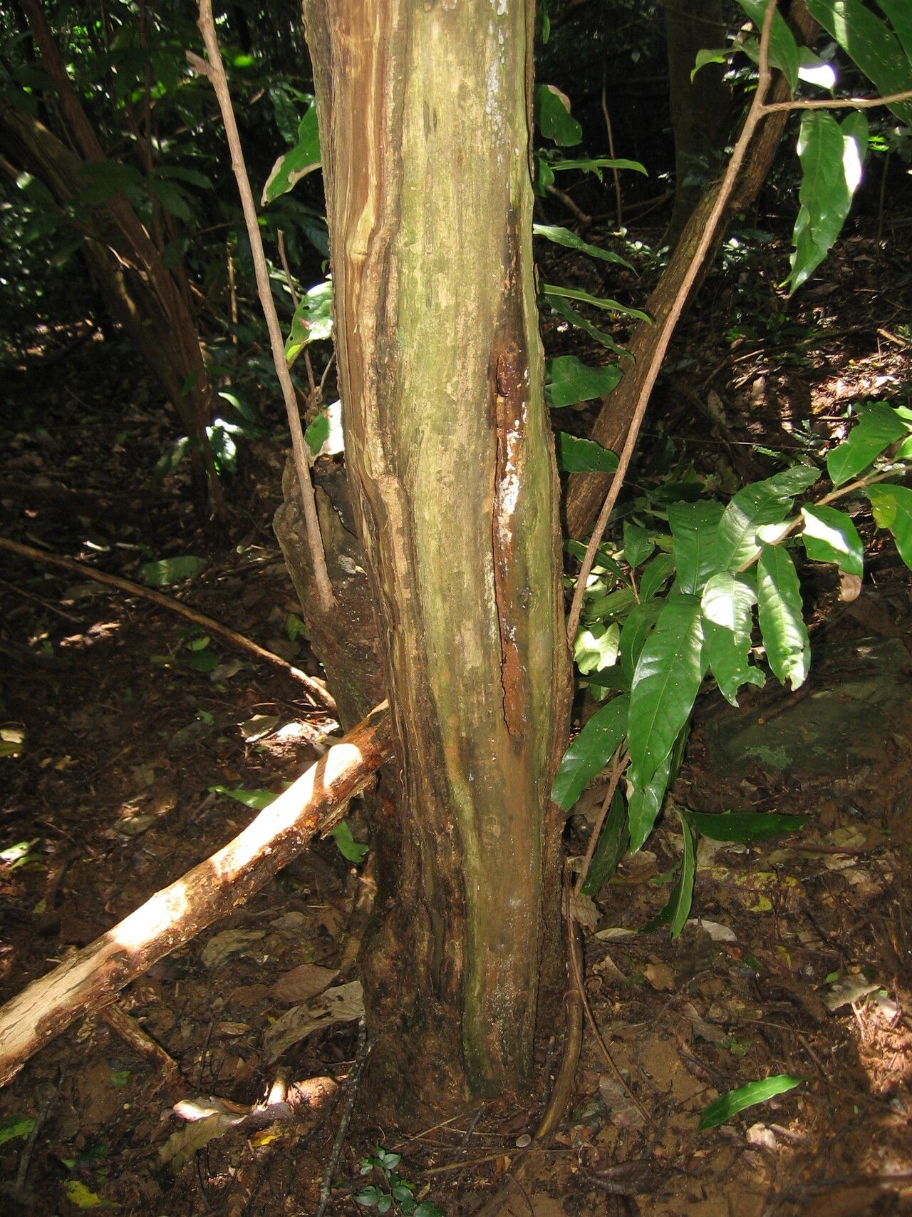 Uvariodendron pycnophyllum bark