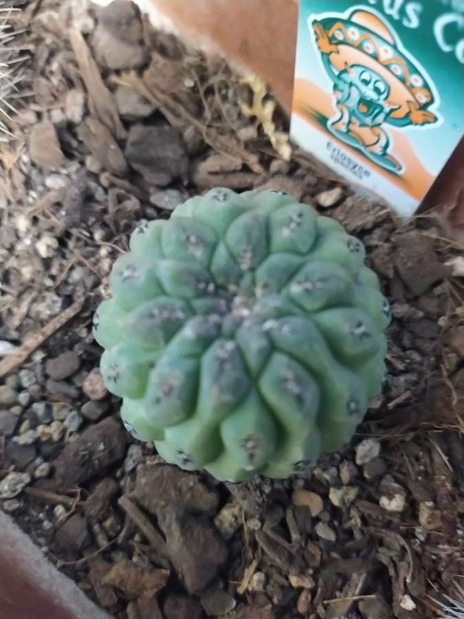 Eriosyce napina bark