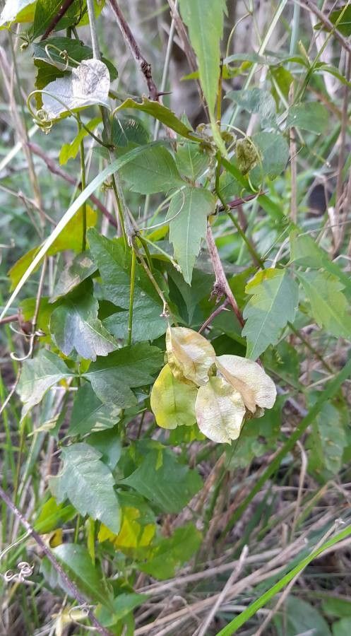 Urvillea uniloba fruit