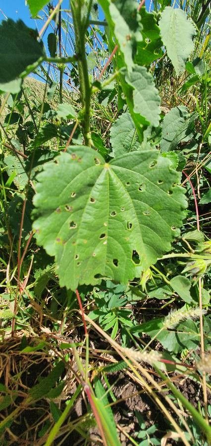 Hibiscus lunarifolius — search result for 'Hibiscus'