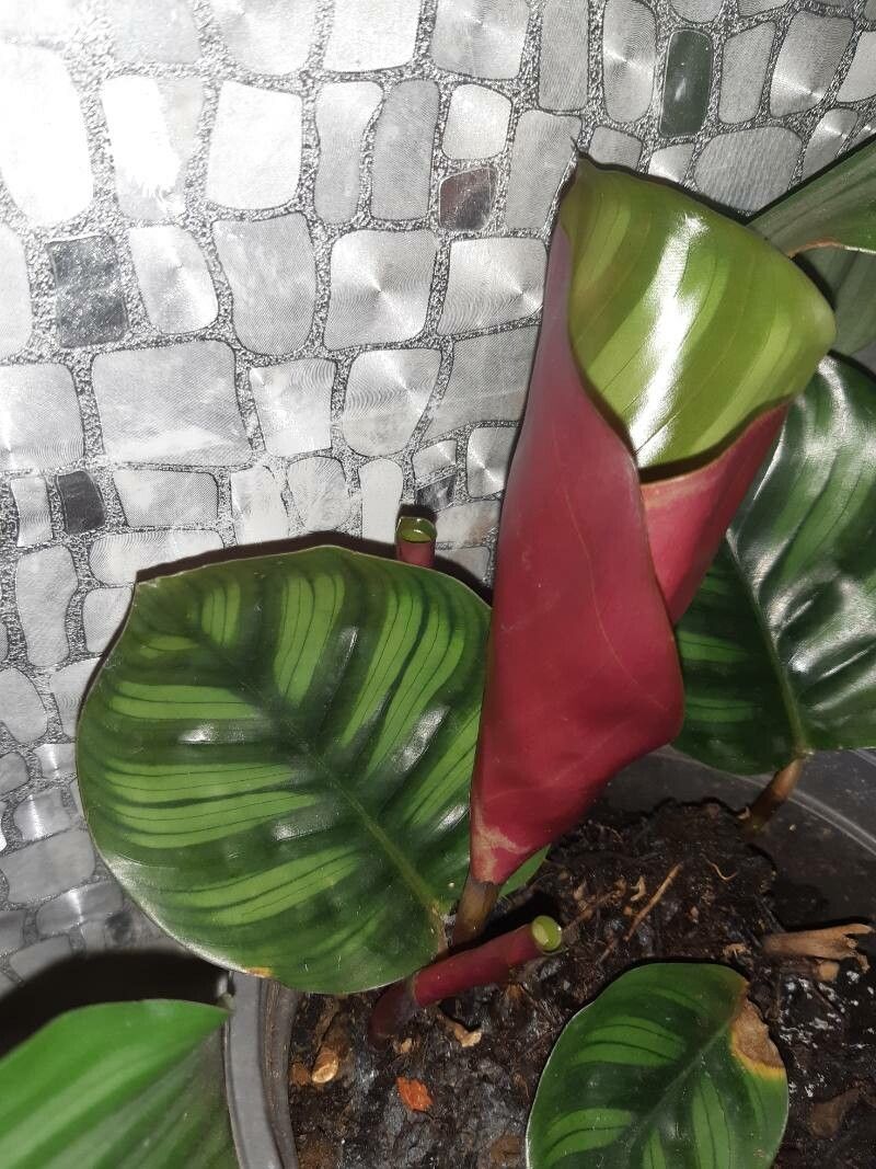 Goeppertia fasciata leaf