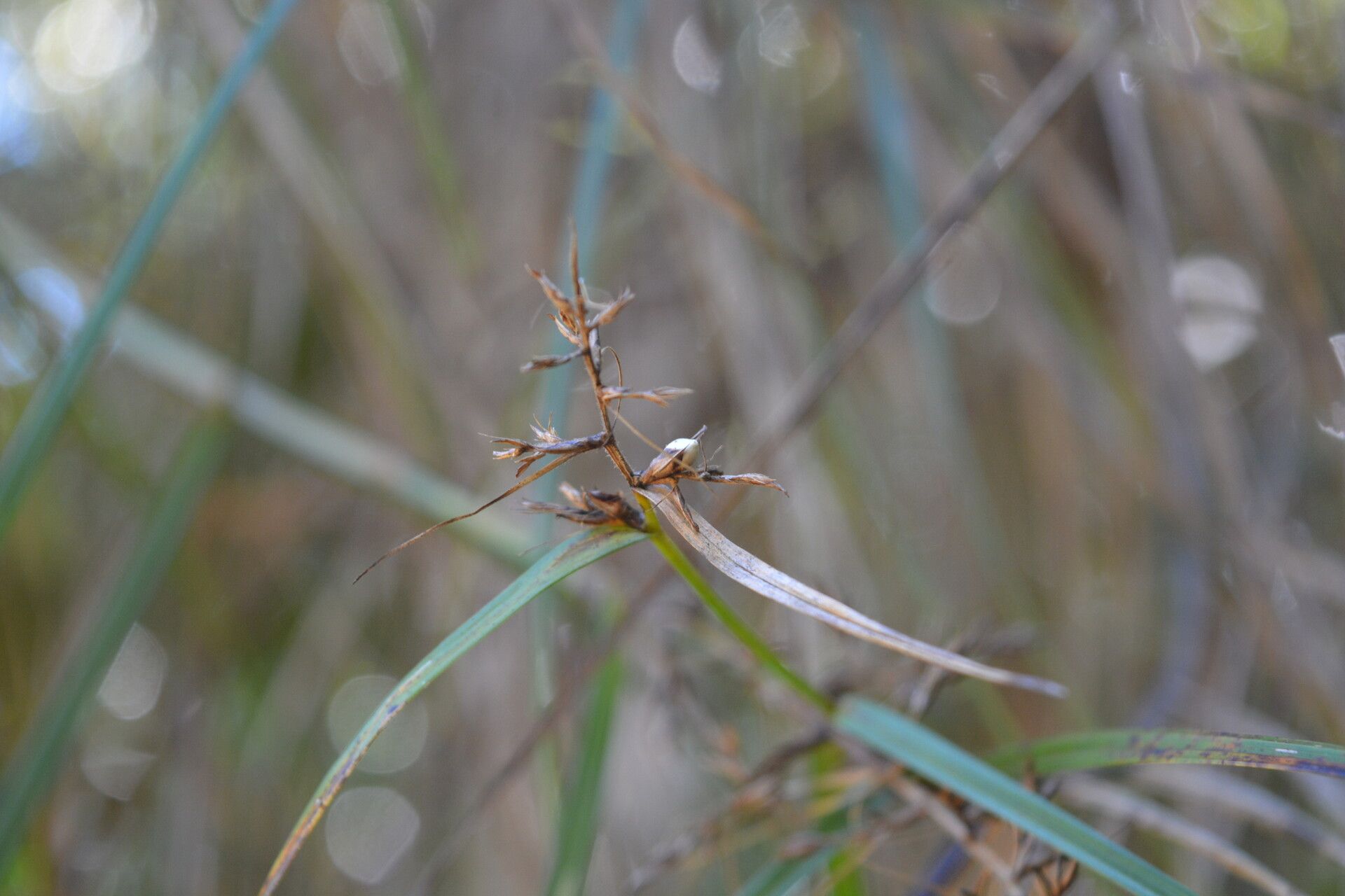 Scleria boivinii fruit