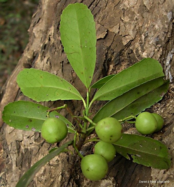Elaeodendron brachycremastron habit