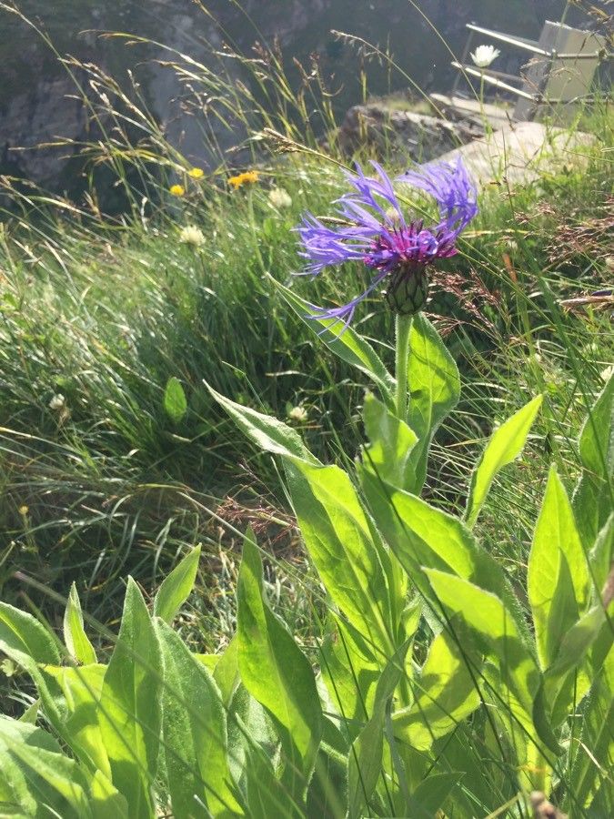 Cyanus graminifolius flower