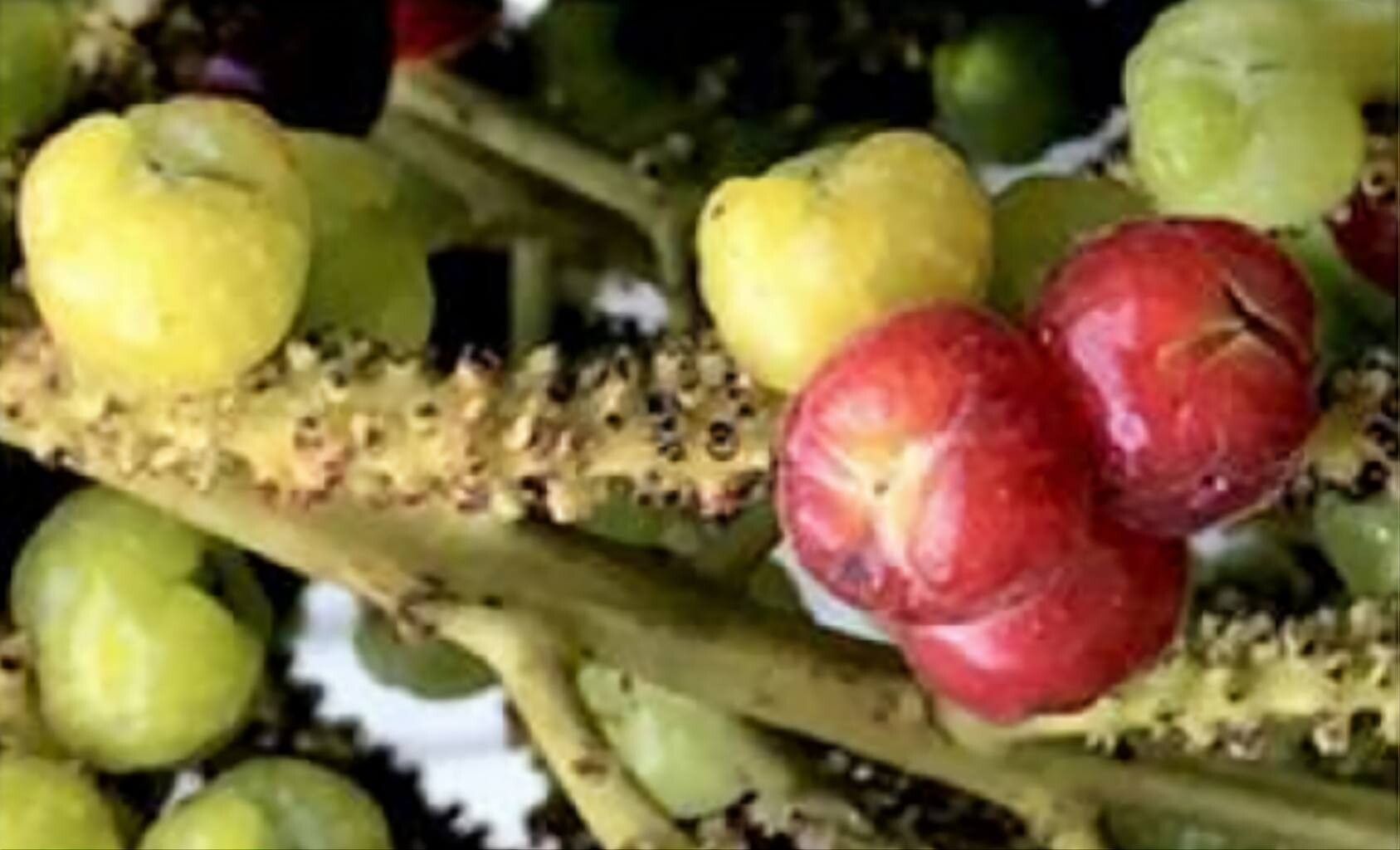 Coccoloba gigantifolia fruit