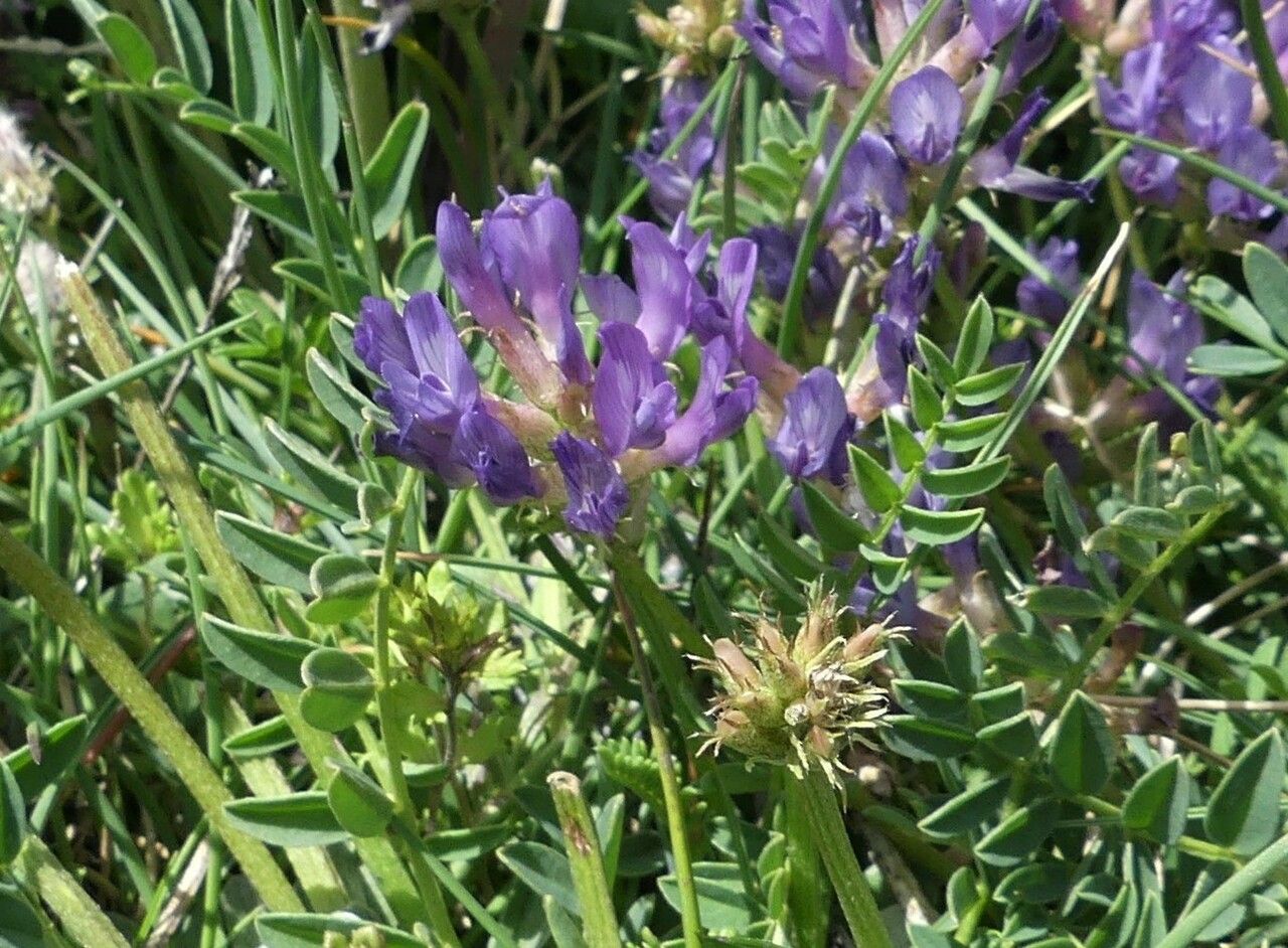 Astragalus leontinus flower