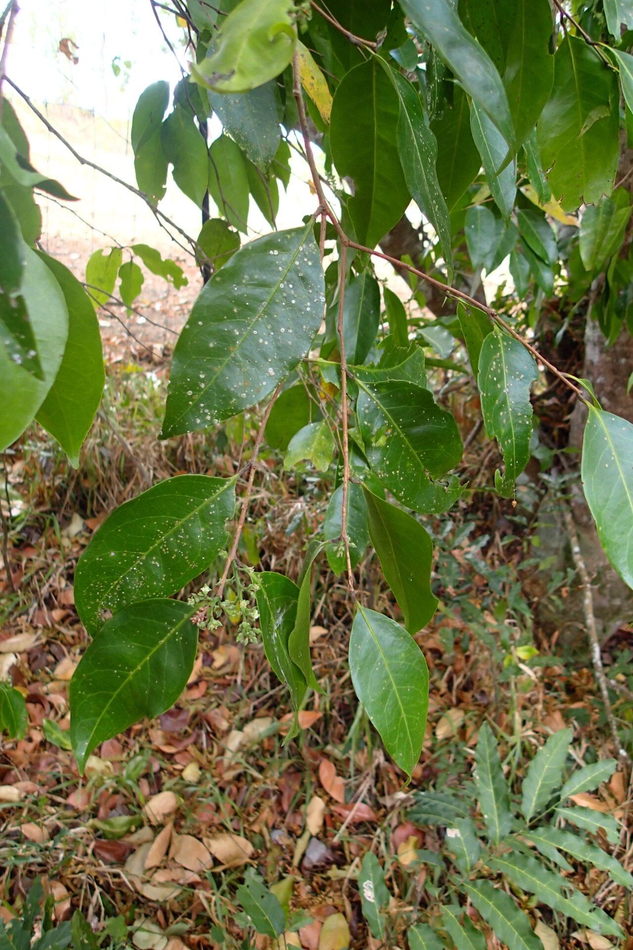 Hunga rhamnoides — houseplant care guide