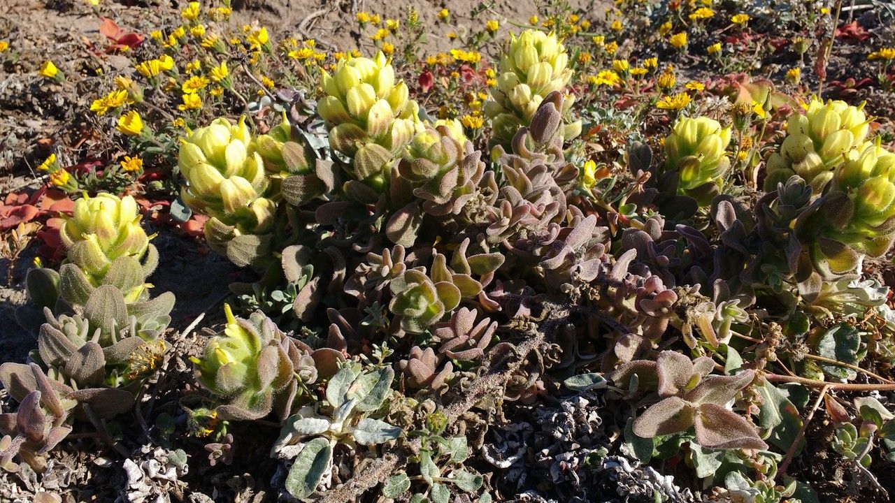 Castilleja mollis flower