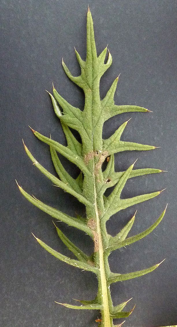 Cirsium x celakovskianum — search result for 'Cirsium'