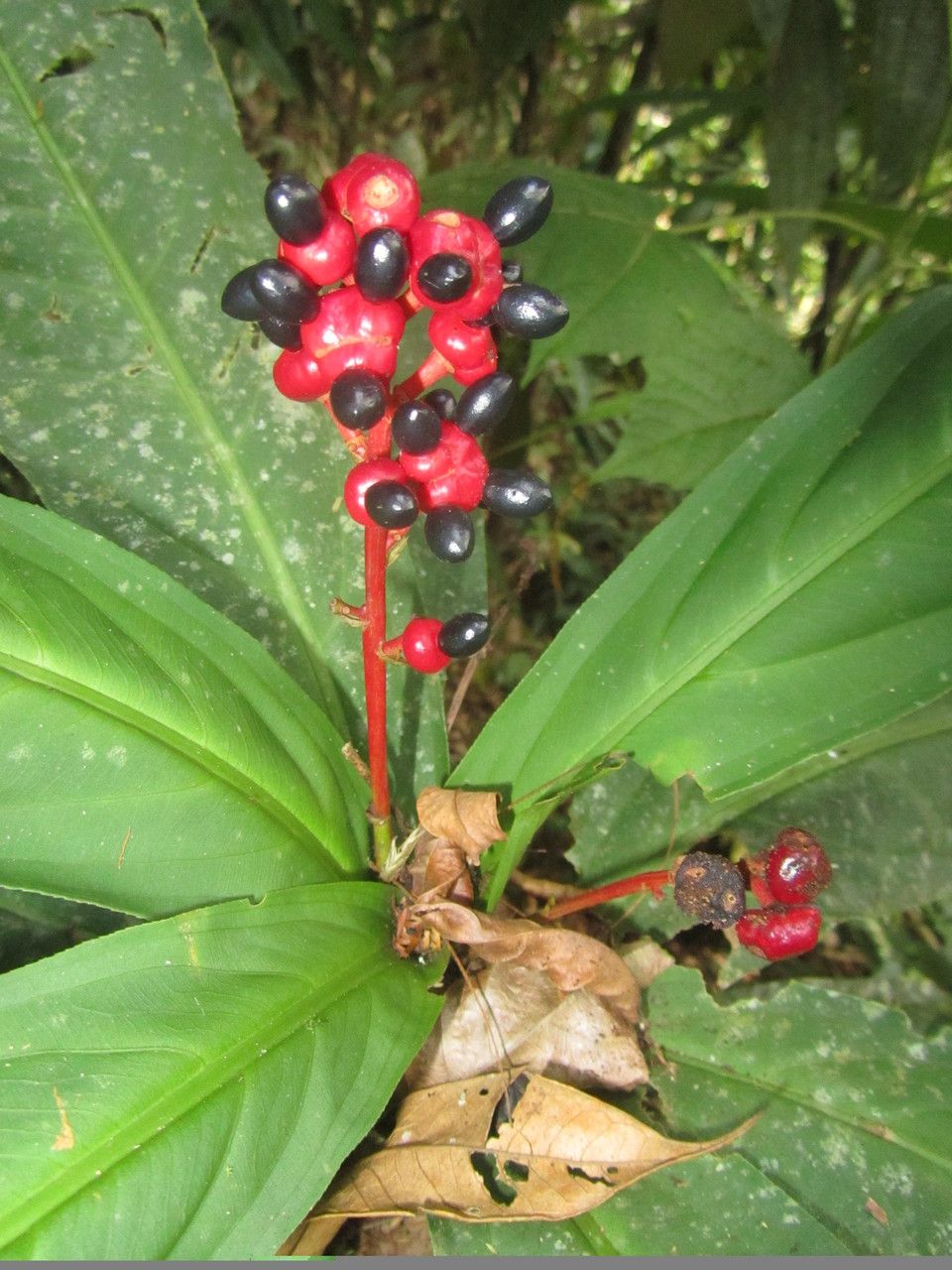 Ouratea crassinervia fruit