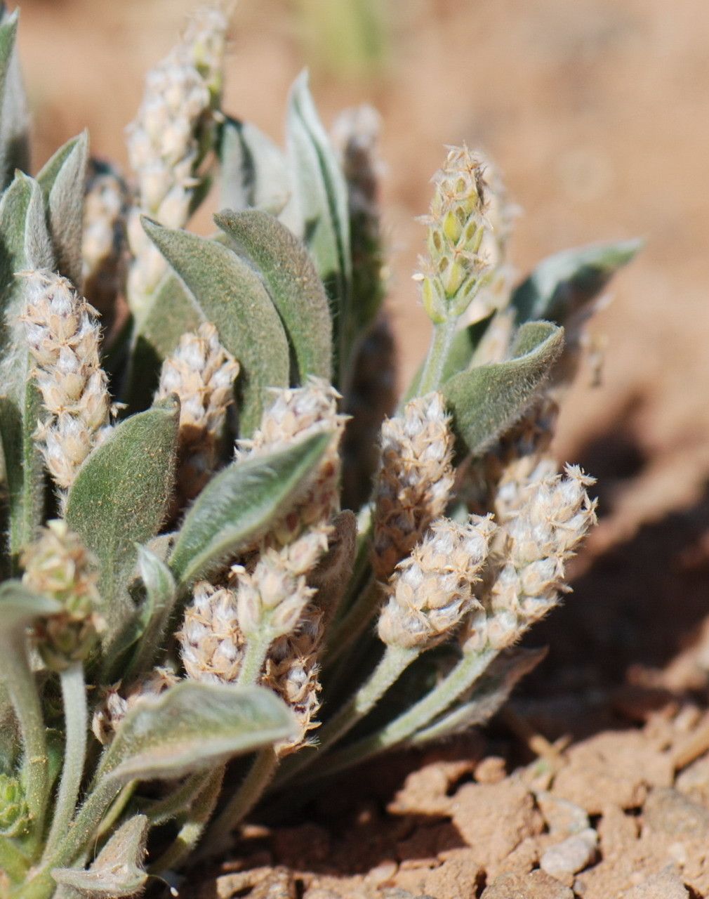 Plantago ciliata flower