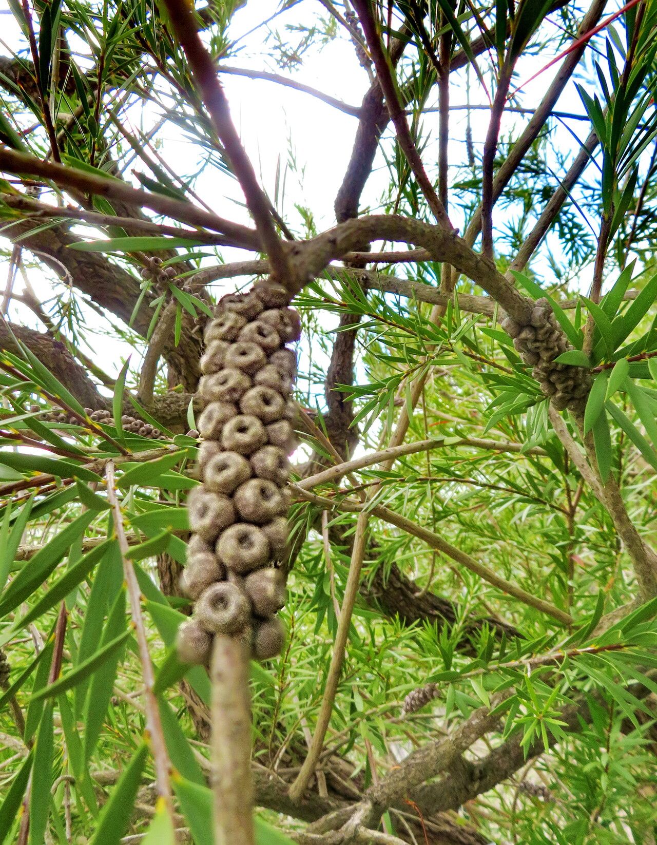 Melaleuca phoenicea fruit