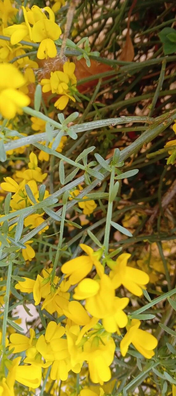 Genista lydia — search result for 'Genista'