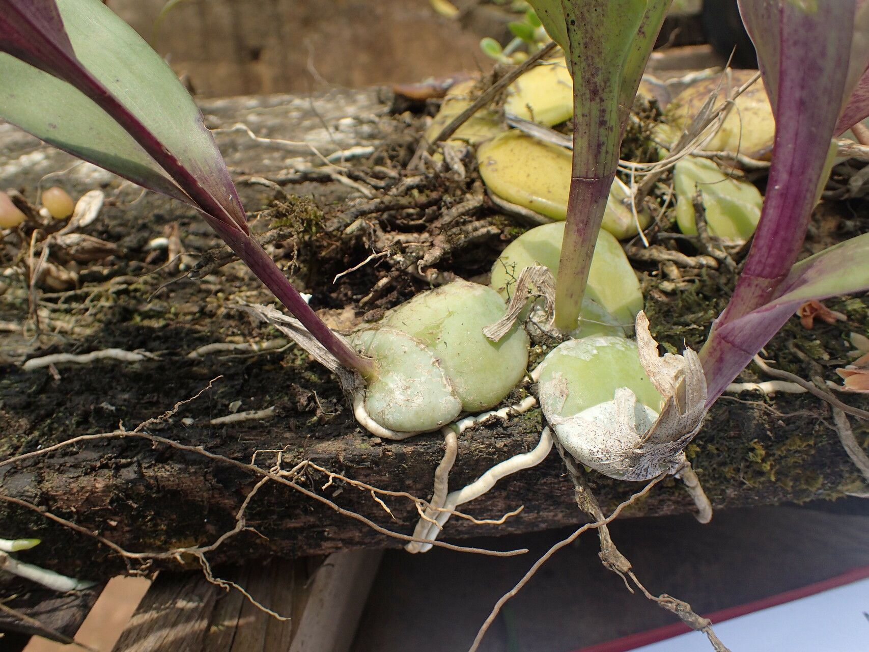 Polystachya affinis habit