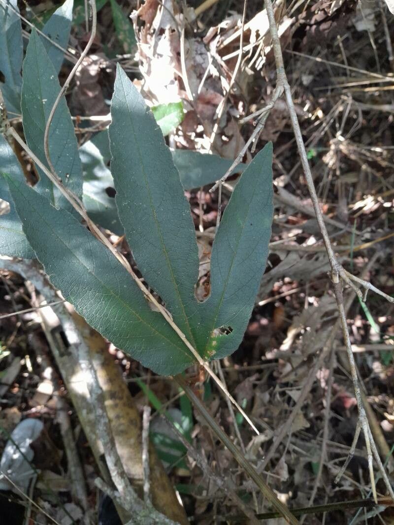 Passiflora speciosa leaf