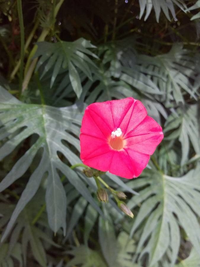 Ipomoea × multifida flower