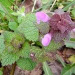 Lamium purpureum